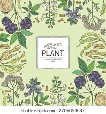 Attēlu rezultāti vaicājumam “Corydalis intermedia fruit”