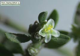 Attēlu rezultāti vaicājumam “Polygonum arenastrum flower”