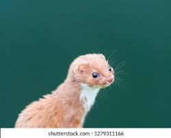 Attēlu rezultāti vaicājumam “Mustela nivalis”