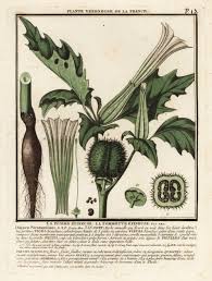 Image result for Datura stramonium