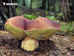 Attēlu rezultāti vaicājumam “Boletus pinophilus”