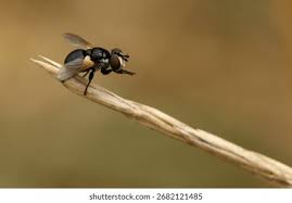 Attēlu rezultāti vaicājumam “Gymnosoma sp.”