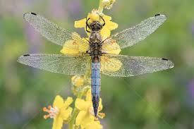 Attēlu rezultāti vaicājumam “Orthetrum cancellatum”