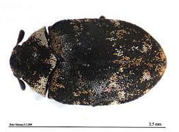 Attēlu rezultāti vaicājumam “Anthrenus museorum”