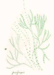 Attēlu rezultāti vaicājumam “Chaetophora pisiformis”