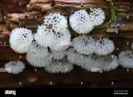 Attēlu rezultāti vaicājumam “Ceratiomyxa fruticulosa sessile”