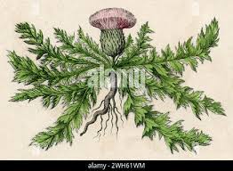 Attēlu rezultāti vaicājumam “Cirsium acaule fruit”