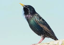 Attēlu rezultāti vaicājumam “Sturnus vulgaris”