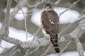 Image result for Falco columbarius