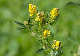 Attēlu rezultāti vaicājumam “Melilotus”