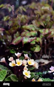 Attēlu rezultāti vaicājumam “Primula x margotae”