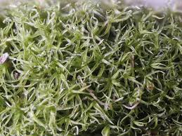 Attēlu rezultāti vaicājumam “Didymodon tophaceus”