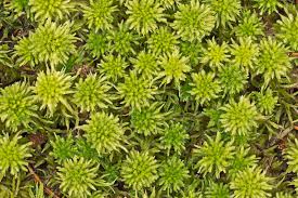 Attēlu rezultāti vaicājumam “Sphagnum wulfianum”