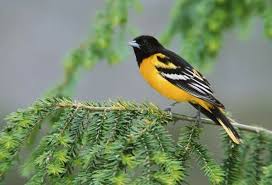 Image result for Icterus galbula