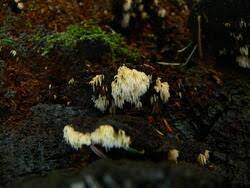 Attēlu rezultāti vaicājumam “Mucronella bresadolae”