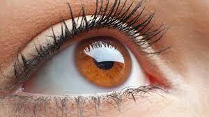Image result for food fruits and vegetables for better eyesight