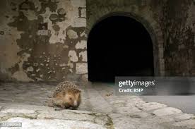 Attēlu rezultāti vaicājumam “Erinaceus sp.”