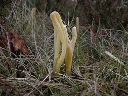 Attēlu rezultāti vaicājumam “Clavaria argillacea”