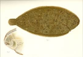 Image result for Solea solea