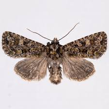 Attēlu rezultāti vaicājumam “Paracorymbia maculicornis imago”