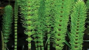 Attēlu rezultāti vaicājumam “Clastodermataceae”