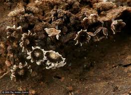 Attēlu rezultāti vaicājumam “Diderma rufostriatum”