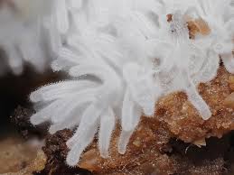 Attēlu rezultāti vaicājumam “Enteridium variabile macro”