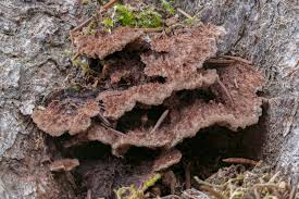 Attēlu rezultāti vaicājumam “Thelephora terrestris”