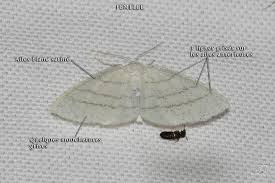 Attēlu rezultāti vaicājumam “Cabera pusaria”