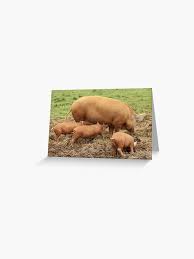 Image result for Tamworth Gc