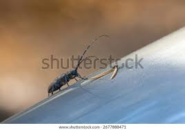 Attēlu rezultāti vaicājumam “Monochamus sutor”