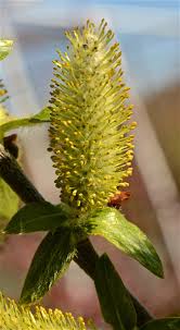 Attēlu rezultāti vaicājumam “Salix myrsinifolia male flower”