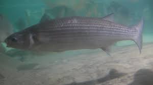 Image result for Chelon labrosus