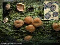 Attēlu rezultāti vaicājumam “Aleurodiscus amorphus”