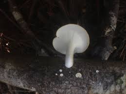 Attēlu rezultāti vaicājumam “Polyporus tubaeformis”