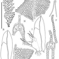 Attēlu rezultāti vaicājumam “Fissidens gracilifolius”