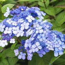 Attēlu rezultāti vaicājumam “Hydrangea”