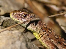 Attēlu rezultāti vaicājumam “Lacerta agilis female”