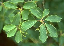 Attēlu rezultāti vaicājumam “Enkianthus chinensis leaf”