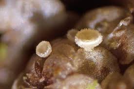 Attēlu rezultāti vaicājumam “Mniaecia jungermanniae”