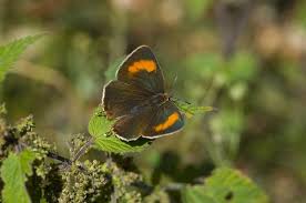 Attēlu rezultāti vaicājumam “Thecla betulae”