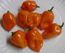 Afbeeldingsresultaat voor orange habanero hot pepper