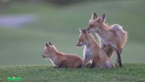 Attēlu rezultāti vaicājumam “Vulpes vulpes  juvenile”