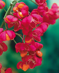 Attēlu rezultāti vaicājumam “Euonymus europaeus flower”