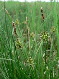 Attēlu rezultāti vaicājumam “Carex lepidocarpa leaf”