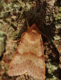 Attēlu rezultāti vaicājumam “Agrochola helvola imago”