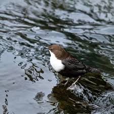 Attēlu rezultāti vaicājumam “Cinclus cinclus”