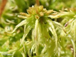 Attēlu rezultāti vaicājumam “Sphagnum fallax”