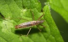 Attēlu rezultāti vaicājumam “Nabis limbatus”