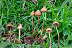 Attēlu rezultāti vaicājumam “Psilocybe sp.”